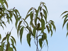 Mallotus philippensis