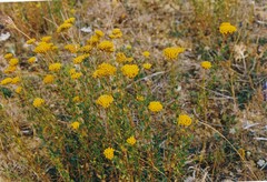 Achillea ageratum