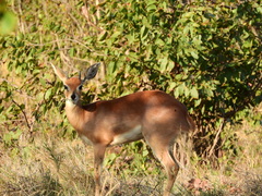 Raphicerus campestris