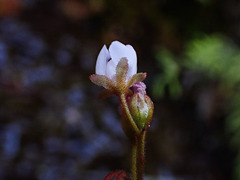 Drosera venusta