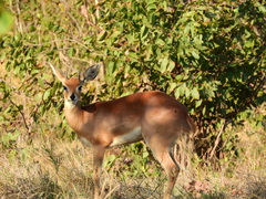 Raphicerus campestris