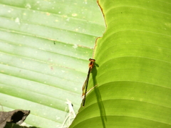 Zygoptera