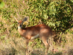 Raphicerus campestris