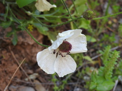 Ranunculus asiaticus