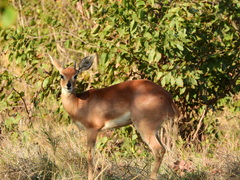 Raphicerus campestris