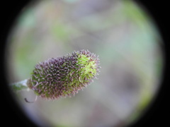 Ranunculus asiaticus