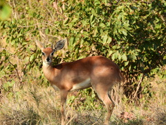 Raphicerus campestris