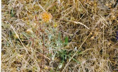 Centaurea collina