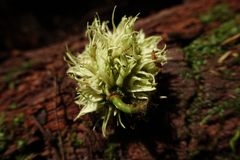 Carpotroche longifolia