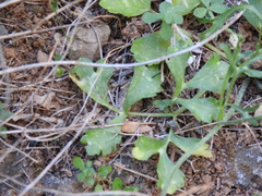Ranunculus asiaticus