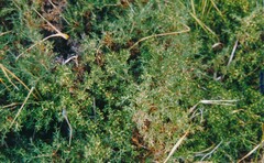 Genista hispanica