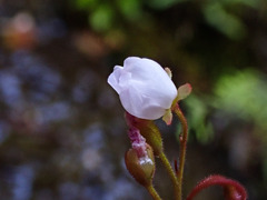 Drosera venusta