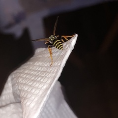 Polistes dominula