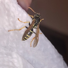 Polistes dominula