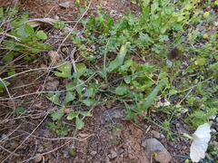 Ranunculus asiaticus