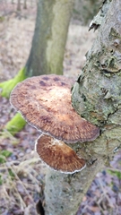 Daedaleopsis confragosa