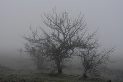 Pyrus bourgaeana
