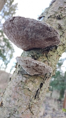 Daedaleopsis confragosa