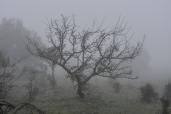 Pyrus bourgaeana