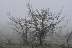 Pyrus bourgaeana