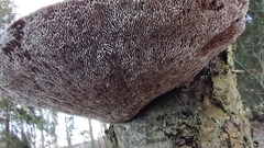 Daedaleopsis confragosa