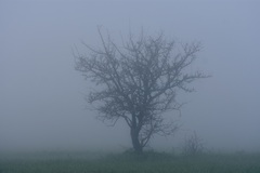 Pyrus bourgaeana