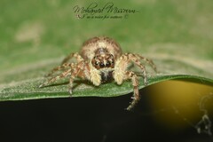 Menemerus semilimbatus