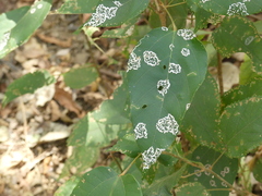 Mallotus philippensis