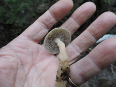 Mycena overholtsii