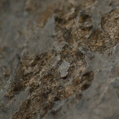 Herennia multipuncta