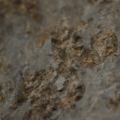 Herennia multipuncta