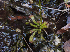Drosera venusta