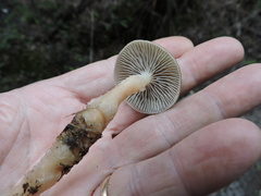 Mycena overholtsii