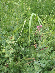 Lathyrus pisiformis