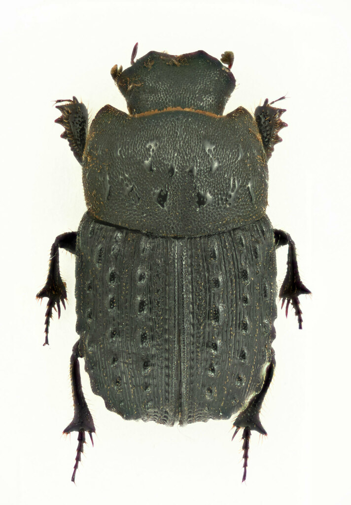 Sarophorus