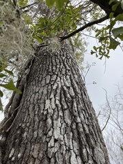Liquidambar styraciflua