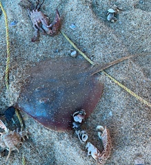 Brevitrygon imbricata