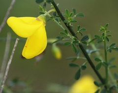 Cytisus