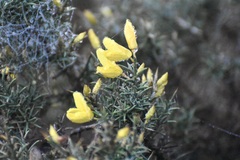 Ulex eriocladus