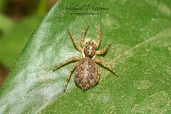 Menemerus semilimbatus