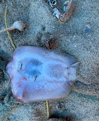 Brevitrygon imbricata