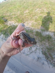 Hylambates maculatus