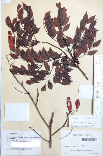 Dalbergia tricolor image