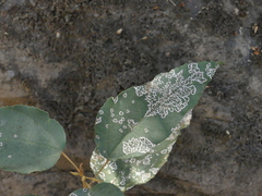 Mallotus philippensis