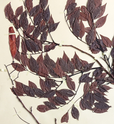 Dalbergia tricolor var. breviracemosa image