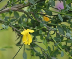Cytisus