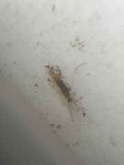 Corophiidae