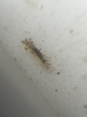 Corophiidae