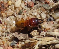 Microhodotermes viator