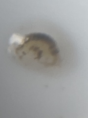 Corophiidae